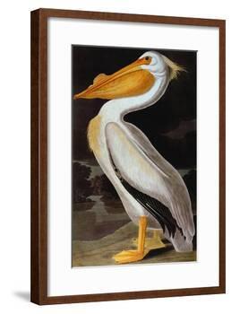 Audubon: Pelican-John James Audubon-Framed Giclee Print