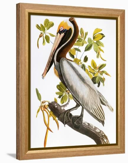 Audubon: Pelican-John James Audubon-Framed Premier Image Canvas