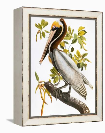 Audubon: Pelican-John James Audubon-Framed Premier Image Canvas