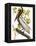 Audubon: Pelican-John James Audubon-Framed Premier Image Canvas