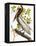 Audubon: Pelican-John James Audubon-Framed Premier Image Canvas