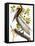 Audubon: Pelican-John James Audubon-Framed Premier Image Canvas