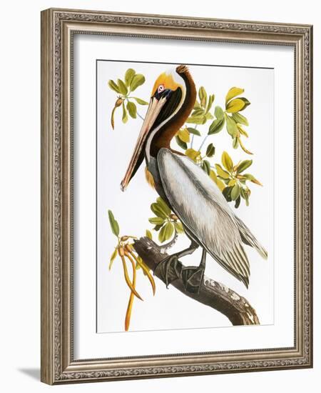 Audubon: Pelican-John James Audubon-Framed Premium Giclee Print