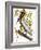 Audubon: Pelican-John James Audubon-Framed Premium Giclee Print