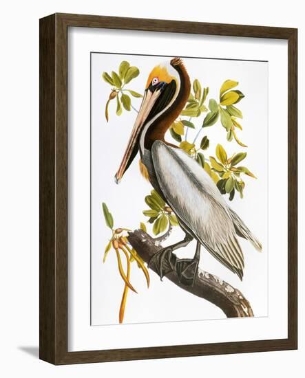 Audubon: Pelican-John James Audubon-Framed Premium Giclee Print