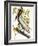 Audubon: Pelican-John James Audubon-Framed Premium Giclee Print