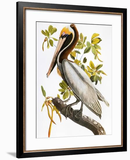 Audubon: Pelican-John James Audubon-Framed Premium Giclee Print