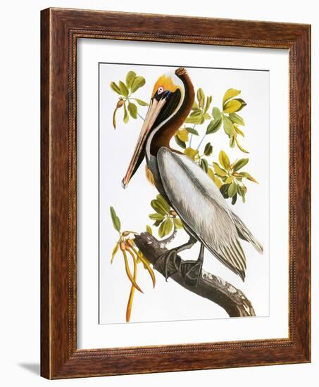 Audubon: Pelican-John James Audubon-Framed Giclee Print