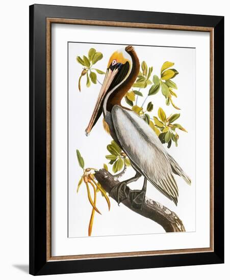 Audubon: Pelican-John James Audubon-Framed Giclee Print