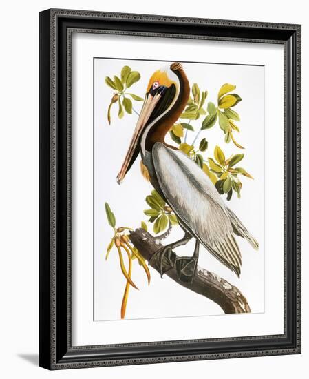 Audubon: Pelican-John James Audubon-Framed Giclee Print