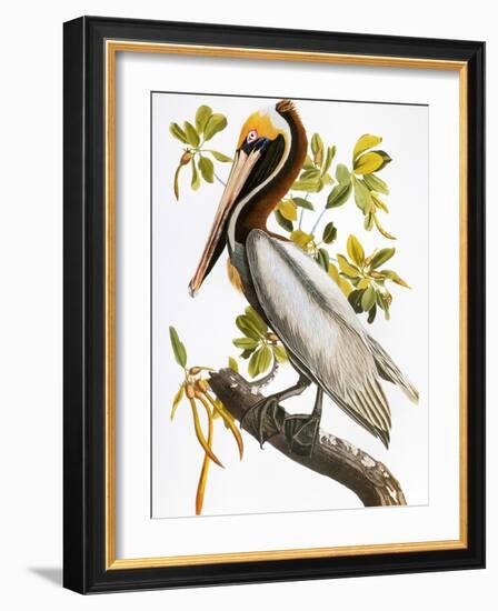 Audubon: Pelican-John James Audubon-Framed Giclee Print