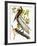 Audubon: Pelican-John James Audubon-Framed Giclee Print