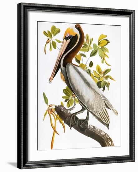 Audubon: Pelican-John James Audubon-Framed Giclee Print