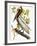 Audubon: Pelican-John James Audubon-Framed Giclee Print