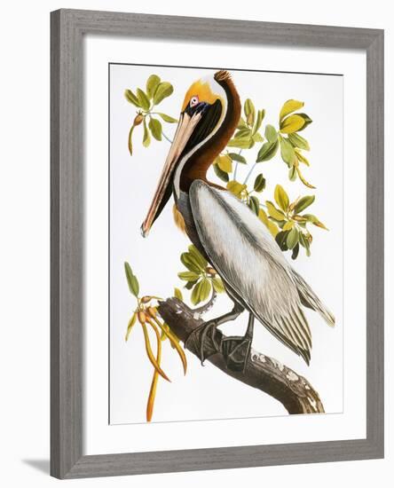 Audubon: Pelican-John James Audubon-Framed Giclee Print