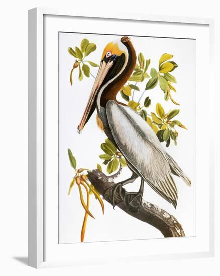 Audubon: Pelican-John James Audubon-Framed Giclee Print