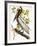 Audubon: Pelican-John James Audubon-Framed Giclee Print