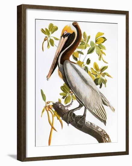 Audubon: Pelican-John James Audubon-Framed Giclee Print