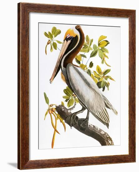 Audubon: Pelican-John James Audubon-Framed Giclee Print