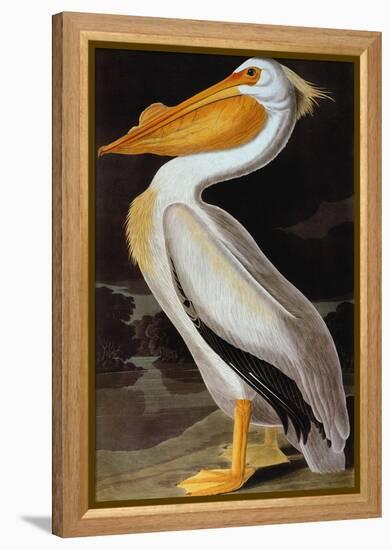 Audubon: Pelican-John James Audubon-Framed Premier Image Canvas