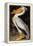 Audubon: Pelican-John James Audubon-Framed Premier Image Canvas