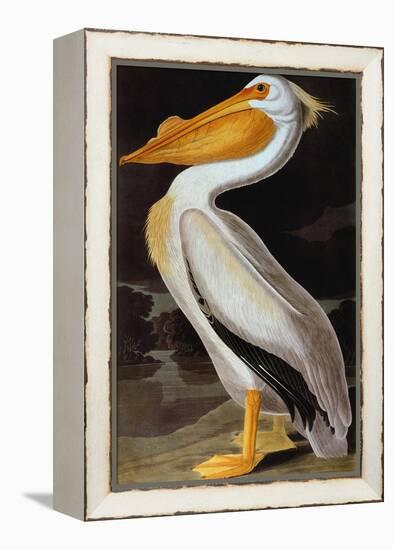 Audubon: Pelican-John James Audubon-Framed Premier Image Canvas