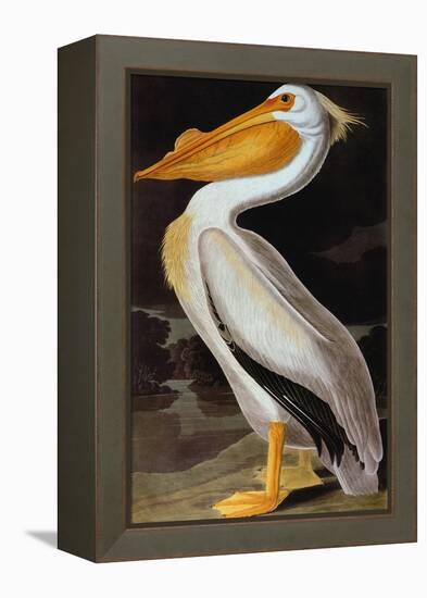 Audubon: Pelican-John James Audubon-Framed Premier Image Canvas