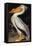 Audubon: Pelican-John James Audubon-Framed Premier Image Canvas