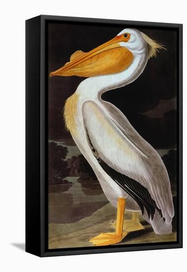 Audubon: Pelican-John James Audubon-Framed Premier Image Canvas