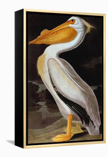 Audubon: Pelican-John James Audubon-Framed Premier Image Canvas