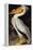 Audubon: Pelican-John James Audubon-Framed Premier Image Canvas