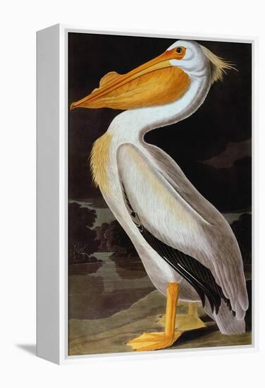 Audubon: Pelican-John James Audubon-Framed Premier Image Canvas