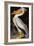 Audubon: Pelican-John James Audubon-Framed Giclee Print