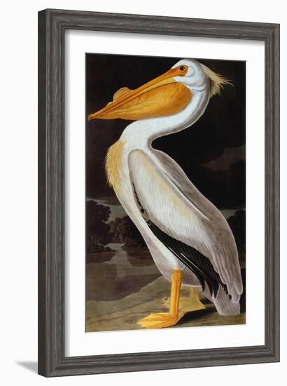 Audubon: Pelican-John James Audubon-Framed Giclee Print