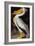 Audubon: Pelican-John James Audubon-Framed Giclee Print