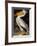 Audubon: Pelican-John James Audubon-Framed Giclee Print