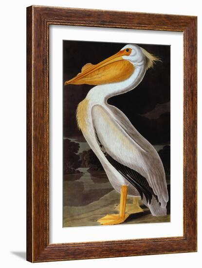 Audubon: Pelican-John James Audubon-Framed Giclee Print