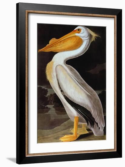 Audubon: Pelican-John James Audubon-Framed Giclee Print