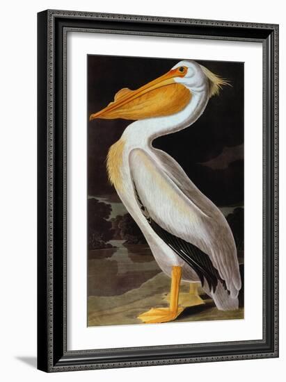 Audubon: Pelican-John James Audubon-Framed Giclee Print