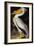 Audubon: Pelican-John James Audubon-Framed Giclee Print