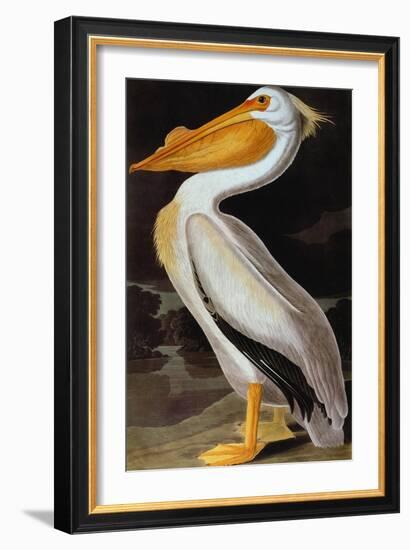 Audubon: Pelican-John James Audubon-Framed Giclee Print