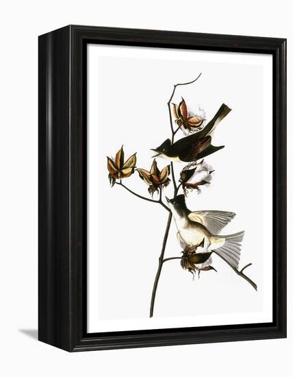 Audubon: Phoebe-John James Audubon-Framed Premier Image Canvas