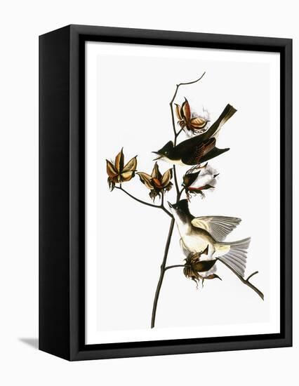 Audubon: Phoebe-John James Audubon-Framed Premier Image Canvas