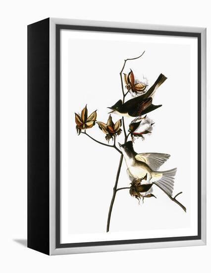 Audubon: Phoebe-John James Audubon-Framed Premier Image Canvas