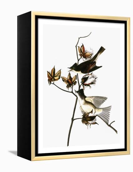 Audubon: Phoebe-John James Audubon-Framed Premier Image Canvas