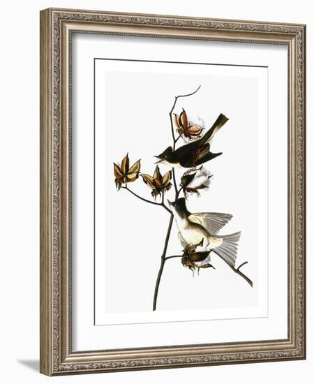 Audubon: Phoebe-John James Audubon-Framed Giclee Print