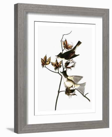 Audubon: Phoebe-John James Audubon-Framed Giclee Print