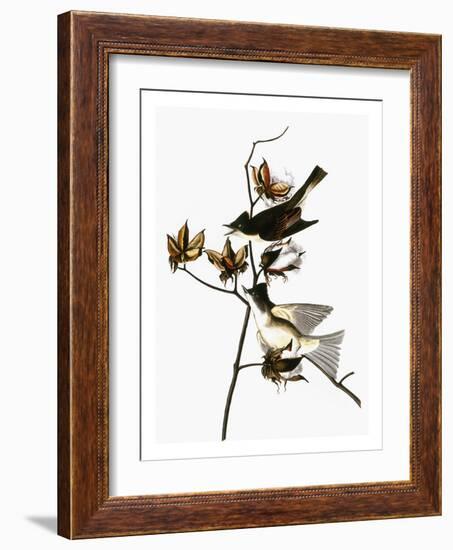 Audubon: Phoebe-John James Audubon-Framed Giclee Print