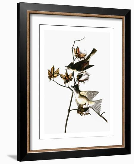 Audubon: Phoebe-John James Audubon-Framed Giclee Print