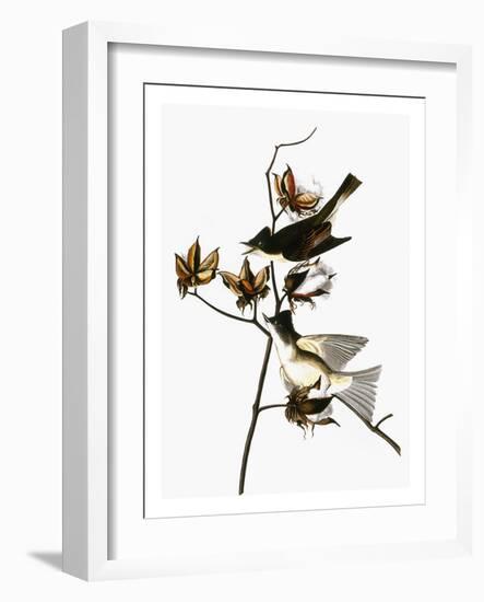 Audubon: Phoebe-John James Audubon-Framed Giclee Print